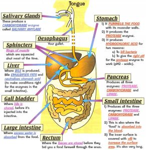 human-digestive-systemdetailed